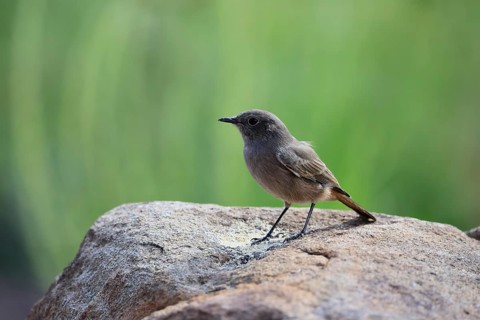 Rusty-tailed Wheatear, (Oenanthe familiaris), adult, alert, Mountain Zebra National Park, South