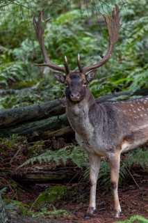 The fallow deer (Dama dama) takes one last safe look, then moves into the protective cover of a