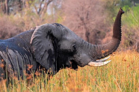 African elephant (Loxodonta africana), elephants on the riverbank between river grass, Thamalakane