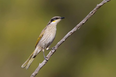 Singing Honeyeater (Gavicalis virescens), Victoria, Australia