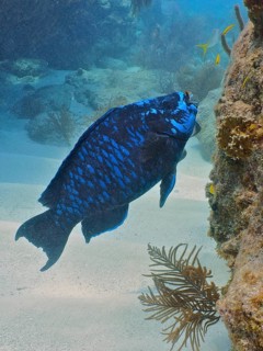 Midnight parrotfish (Scarus coelestinus)
