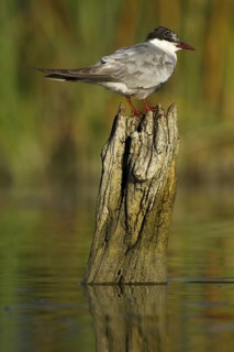 Whiskered Tern (Chlidonias hybrida), Seville, Spain