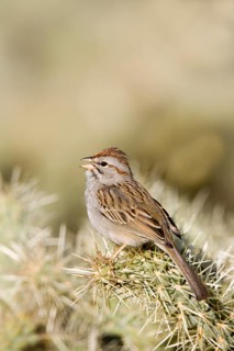 Rufous-winged Sparrow Peucaea carpalis Tucson, Pima County, ARIZONA, United States 24 March Adult
