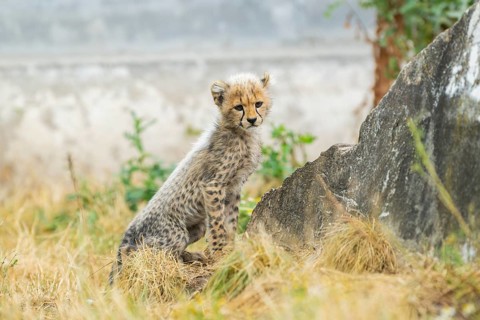 Cheetah (Acinonyx jubatus) youngster sitting on the ground, captive, occurrence Africa