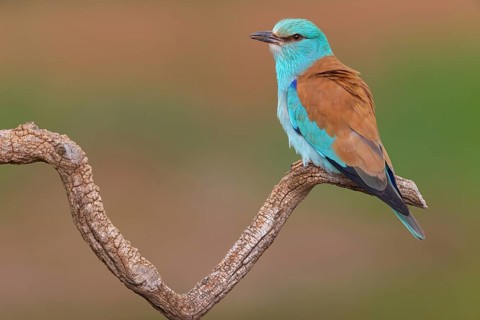 European roller (Coracias garrulus), on perch, Hides de El Taray / Roller Hide, Villafranca de los