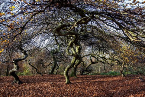Süntelbuchen (Fagus sylvatica), cripple beeches, Hexenwald, Semper Forest Park, near Lietzow,