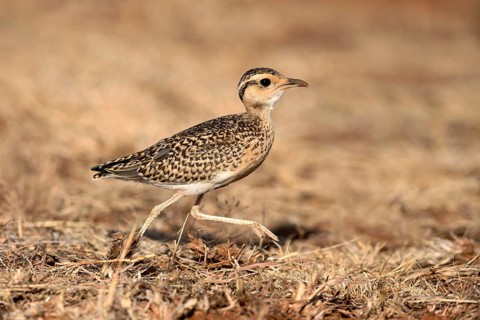 Temminck's Courser (Cursorius temminckii) juvenile, Oromia, Ethiopia