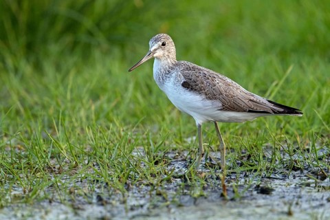 Greenshank, (Tringa nebularia) Wading bird, limesticks, foraging in mudflats, snipe family Salalah,
