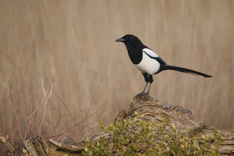 A magpie stands elegantly on a gnarled log, set against the soft, beige backdrop of the natural