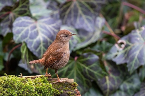 Eurasian Wren (Troglodytes troglodytes), Bavaria, Germany