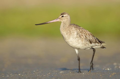 Bar-tailed Godwit (Limosa lapponica) foraging, Queensland, Australia