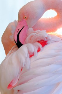 A close up of a pink flamingo highlighting its vibrant pink and white feathers. The gentle curves