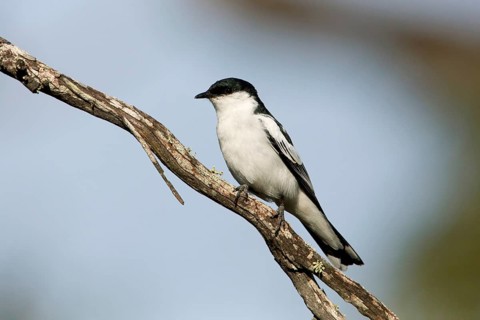 White-winged Triller (Lalage tricolor) male, Victoria, Australia