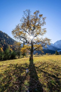 Sycamore maple with autumnal yellow foliage and Solaster endeca, Großer Ahornboden in autumn,