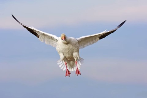 Snow Goose (Anser caerulescens) flying, British Columbia, Canada