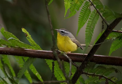 Golden-crowned Warbler (Basileuterus culicivorus), Atlantic rainforest, Brazil