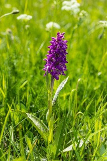 Western marsh orchid (Dactylorhiza majalis) in bloom on the Klengelwiese on the Geisingberg,