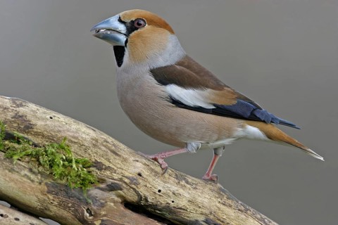 A hawfinch (Coccothraustes coccothraustes), Battenberg, Tiszaalp-r, Kiskuns-gi National Park,