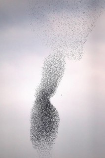 Common Starling (Sturnus vulgaris) huge flock flying in formation with Peregrine Falcon (Falco