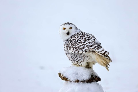 Snowy owl (Nyctea scandiaca), snowy owl, adult, alert, in snow, perch, in winter, Bohemian Forest,
