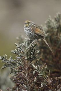 Many-striped Canastero (Asthenes flammulata), Ecuador