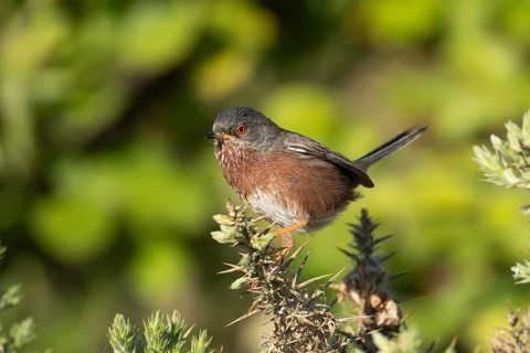 Dartford warbler (Sylvia undata) adult male bird on a Gorse bush branch, England, United Kingdom