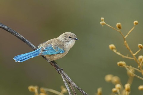 Splendid Fairywren (Malurus splendens) female, Northern Territory, Australia