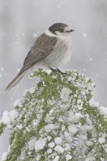 Grey Jay (Perisoreus canadensis), British Columbia, Canada