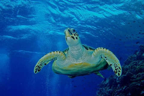 Hawksbill sea turtle (Eretmochelys imbricata)