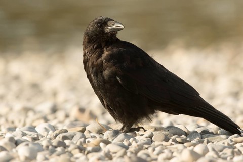 Carrion Crow (Corvus corone), Bavaria, Germany