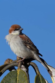 Russet Sparrow (Passer rutilans cinnamomeus) male, Thimphu, Bhutan