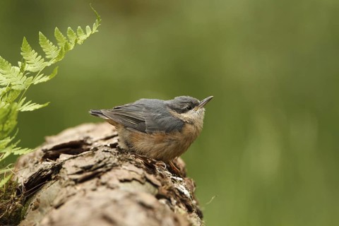 Eurasian Nuthatch (Sitta europaea) juvenile, Utrecht, Netherlands
