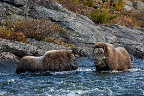 The strong current of the Svone does not seem to bother the musk ox bulls (Ovibos moschatus),