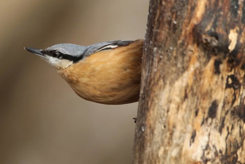 Nuthatch (Sitta europaea) at winter feeding in the forest, Allgäu, Bavaria, Germany, Allgäu,
