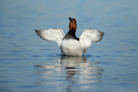 Common pochard (Aythya ferina) adult male duck stretching its wings on a lake, England, United