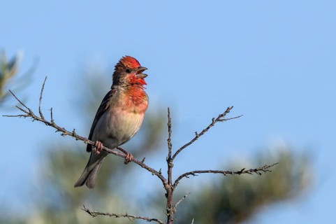 Common Rosefinch (Carpodacus erythrinus) male singing from top of Common sea buckthorn shrub