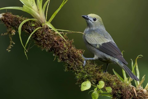 Palm Tanager (Thraupis palmarum) perched on a branch in Colombia, South America