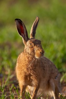 European brown hare (Lepus europaeus) adult animal portrait, Suffolk, England, United Kingdom