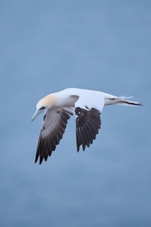 Northern gannet (Morus bassanus) flying over the sea, wildlife, Heligoland, Germany
