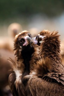 Cinereous Vulture (Aegypius monachus) pair displaying, Castile-La Mancha, Spain