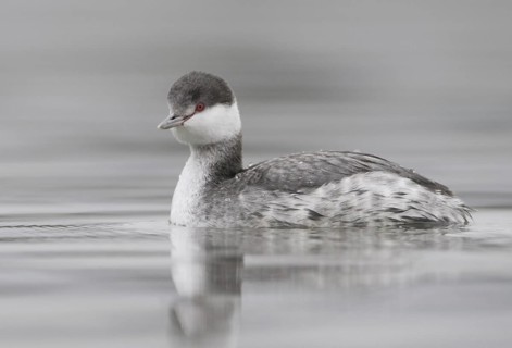Horned Grebe (Podiceps auritus), California, USA