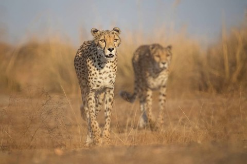 Cheetah (Acinonyx jubatus) two adult walking in grassland, Castile-La Mancha, Spain