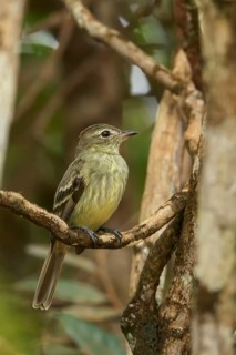 Rufous-crowned Elaenia (Elaenia ruficeps) perched on a branch in the rainforest of Guyana