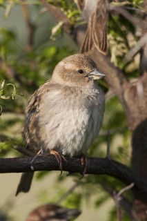 Spanish Sparrow - Weidensperling - Passer hispaniolensis ssp. transcaspicus, adult female, Turkey