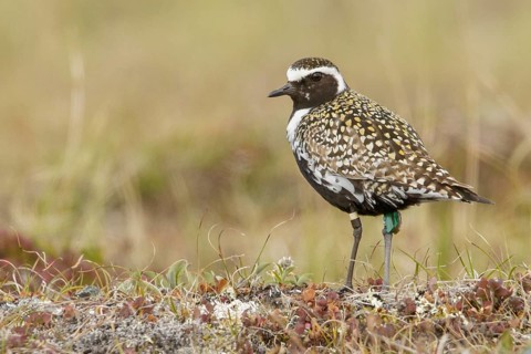 Pacific Golden Plover (Pluvialis fulva) perched on the tundra in Nome, Alaska