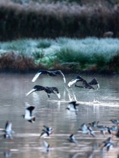 Black Swan, Cygnus atratus, birds in flight over winter marshes at sunrise
