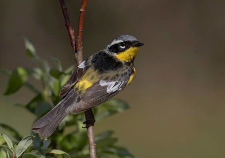 Magnolia Warbler (Setophaga magnolia), Michigan, USA