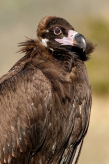 Cinereous Vulture (Aegypius monachus) portrait, Castile and Leon, Spain