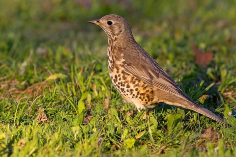 Misteldrossel, Mistle Thrush, Turdus viscivorus, Grive draine, Zorzal Charlo