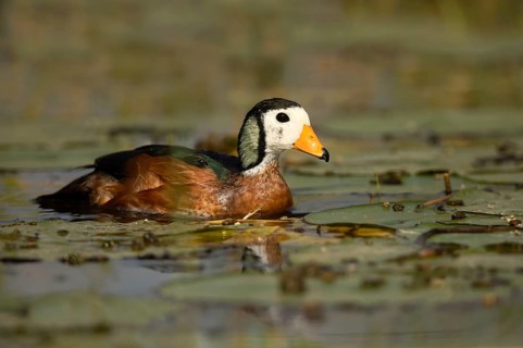 African Pygmy Goose (Nettapus auritus), Lake Hawassa, Ethiopia